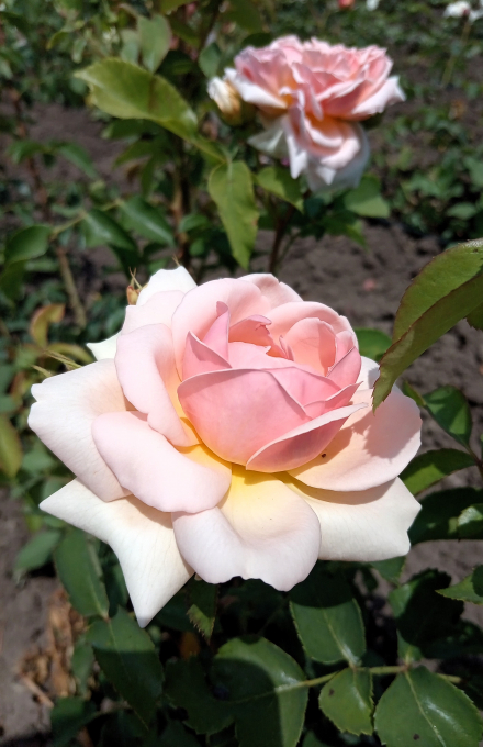 Эвелин (Evelyn)