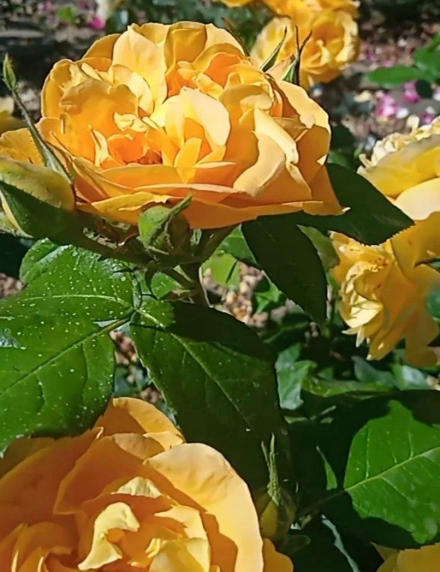 Тет Д'ор (Tete d'Or)
