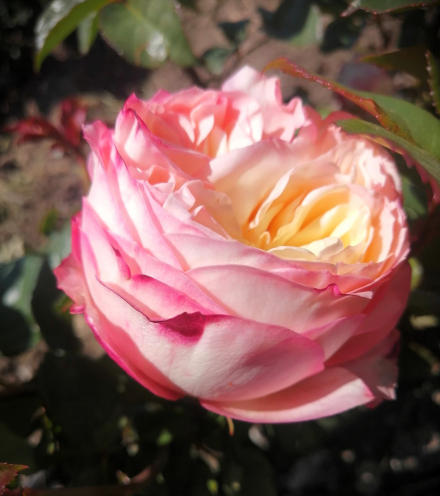 Дю Жарден (Du Jardin)