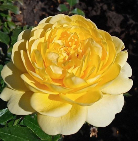 Баттеркап (Buttercup)