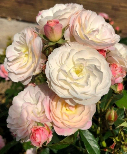 Букет Парфе (Bouquet Parfait)