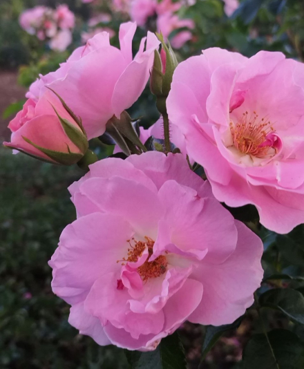 Пинк Робуста  (Pink Robusta)