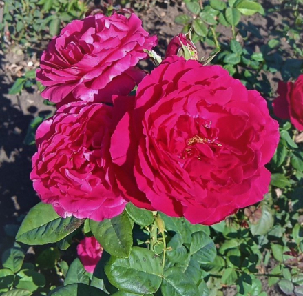 Дарси Басселл (Darcey Bussell)