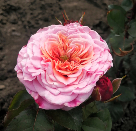 Риджентс Парк( Regent's Park)