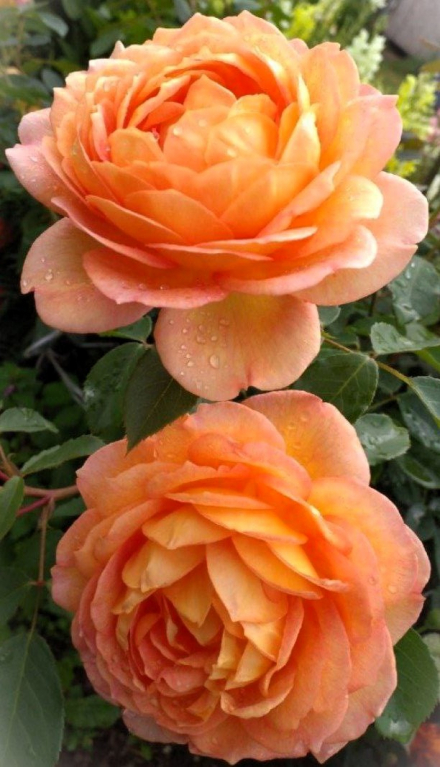 Леди оф Шалотт (Lady of Shalott)