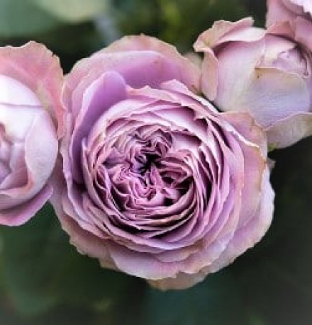 Лавендер Баблз (Lavender Bubbles)