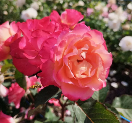 Марсель эн Флёр (Marseille en Fleurs)