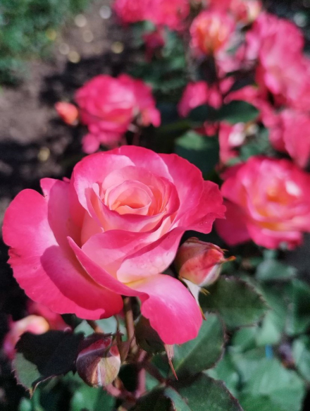 Марсель эн Флёр (Marseille en Fleurs)