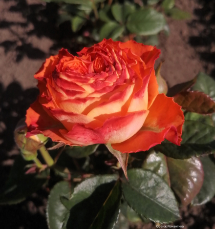 Оранж Романтика (Orange Romantika)