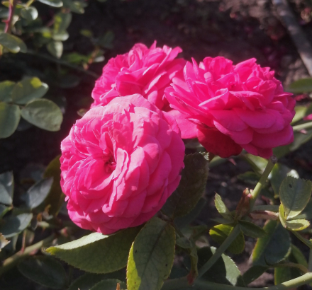 Блэк Форест Роуз(Black Forest Rose)