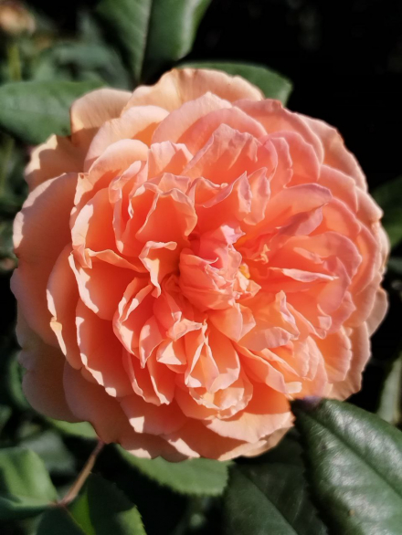 Принцесса Маргарет (Crown Princess Margareta)
