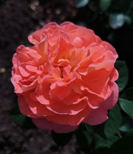 Корал Лионс Роуз (Coral Lions-Rose)