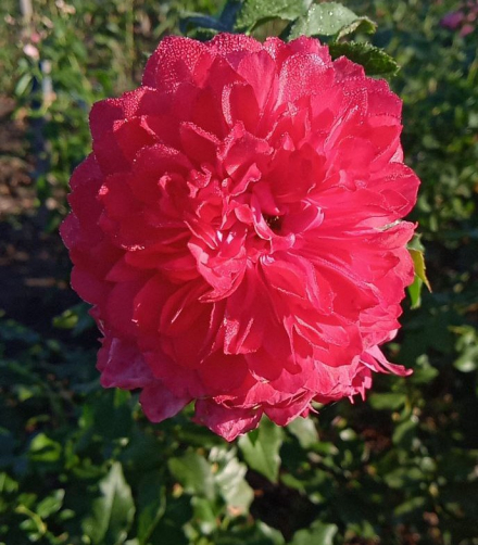 Розариум Ютерсен (Rosarium Uetersen)