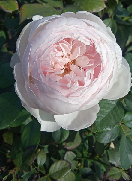 Герцогиня Кристиана (Herzogin Christiana)