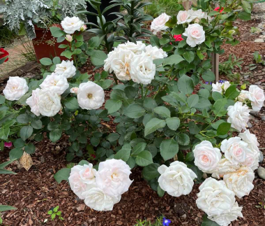 Аспирин (Aspirin Rose)