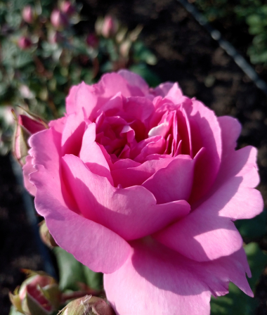 Флораджет (Florajet)