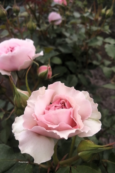 Розалинд ( Rosalind)
