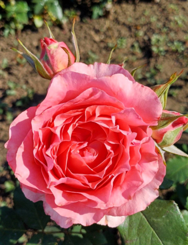 Корал Желе( Corail gelee)