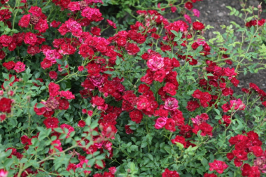 Ред Каскад (Red Cascade)