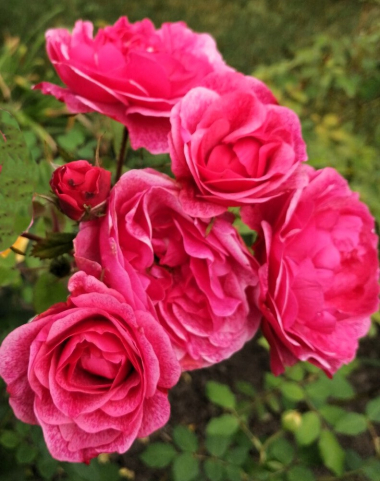 Морден Руби (Morden Ruby)