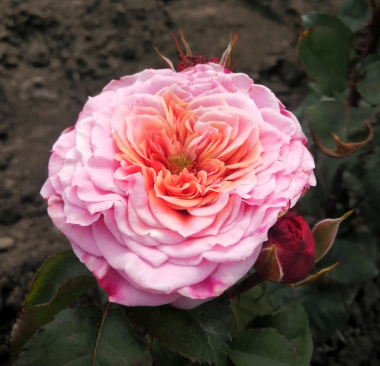 Риджентс Парк( Regent's Park)
