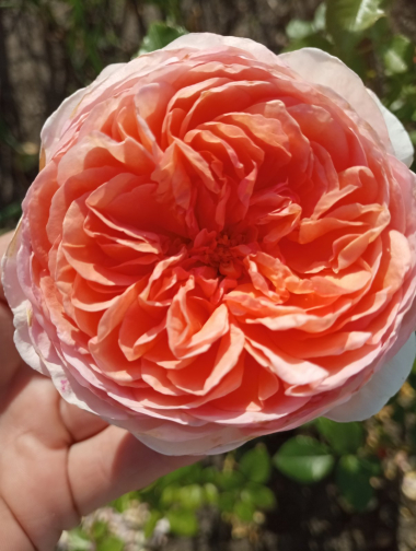 Абрахам Дерби (Abraham Darby)
