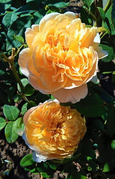 Инглиш Гарден (English Garden0