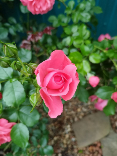 Розариум Ютерсен (Rosarium Uetersen)