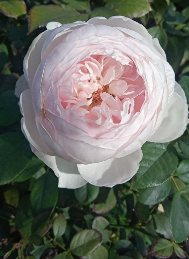 Герцогиня Кристиана (Herzogin Christiana)